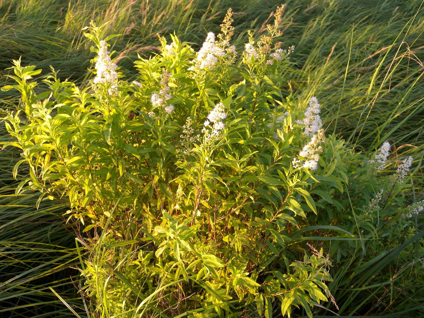 Meadowsweet Spirea alba, in sedge meadow.
