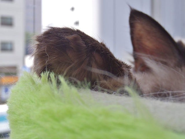 Cat Cafe Ebisu Cat Cafe Ebisu