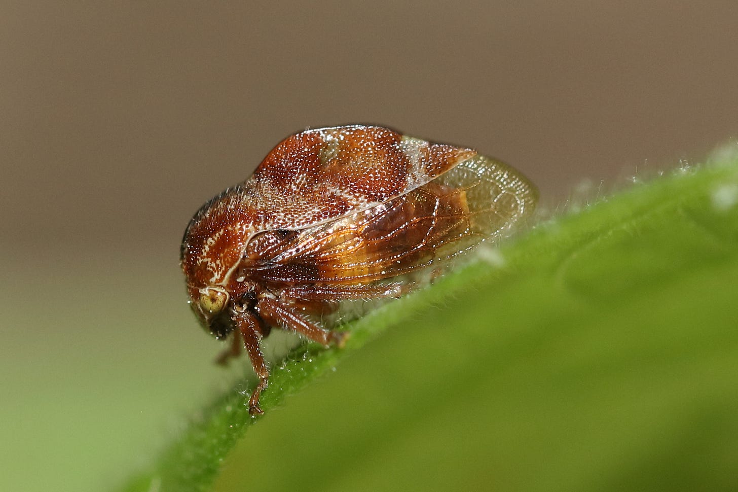 Macro close-up of a planthopper, shown in profile, standing on a bright green leaf that stretches diagonally across the frame. The hopper's body is shaped like an ellipse with a rounded hump on the top. It is shiny and stippled and has russet brown splotches and thin, white, curving lines, with some small transparent sections. The hopper has transparent wings through which the amber abdomen can be seen. The hopper has somewhat thick, dark amber legs stubbled with white hairs, bending into claws that grasp the leaf's surface. The hopper has a large, elliptical pale, matte yellow eye with a small brown dot in the center. Macro close-up of a planthopper, shown in profile, standing on a bright green leaf that stretches diagonally across the frame. The hopper's body is shaped like an ellipse with a rounded hump on the top. It is shiny and stippled and has russet brown splotches and thin, white, curving lines, with some small transparent sections. The hopper has transparent wings through which the amber abdomen can be seen. The hopper has somewhat thick, dark amber legs stubbled with white hairs, bending into claws that grasp the leaf's surface. The hopper has a large, elliptical pale, matte yellow eye with a small brown dot in the center.