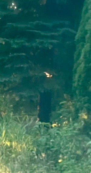 A dark forest is embedded with gleaming golden light.