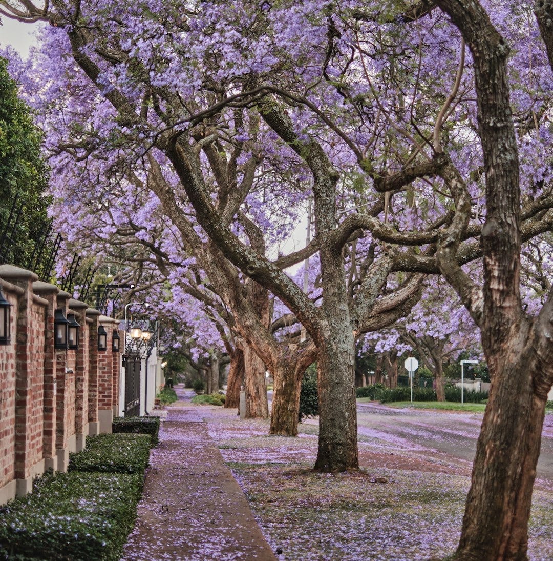 a path with trees on either side