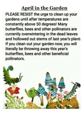 May be an image of text that says "April in the Garden PLEASE RESIST the urge to clean up your gardens until after temperatures are constantly above 50 degrees! Many butterflies, bees and other pollinators are currently overwintering in the dead leaves and hollowed out stems of last year's plant: If you clean out your garden now, you will literally be throwing away this year's butterflies, bees and other beneficial pollinators. S"
