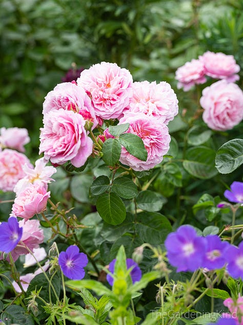 Garden roses in flower