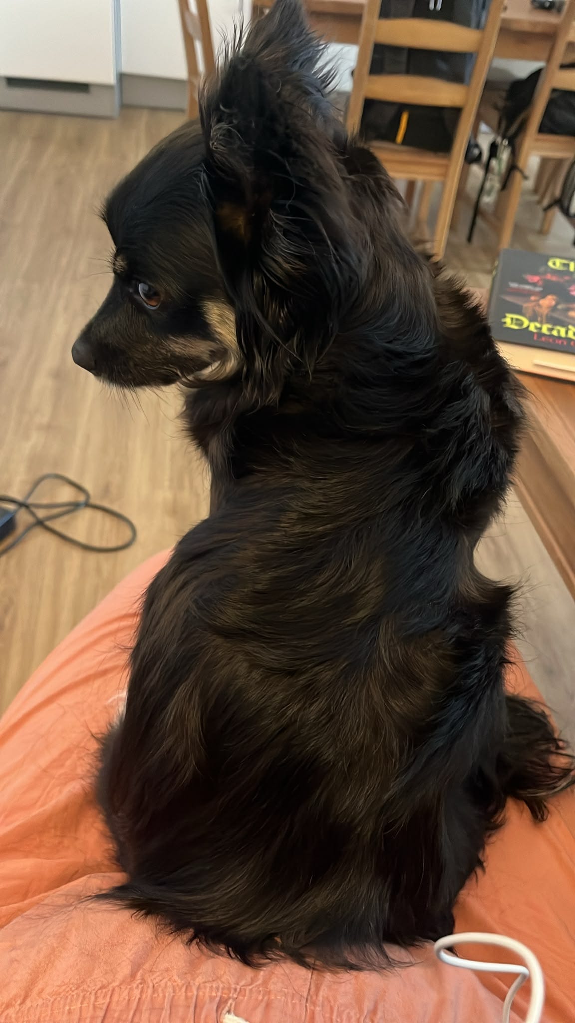 A small long-haired black-and-tan dog sits upright on someone’s lap, looking to the side inside a living room. A small long-haired black-and-tan dog sits upright on someone’s lap, looking to the side inside a living room.