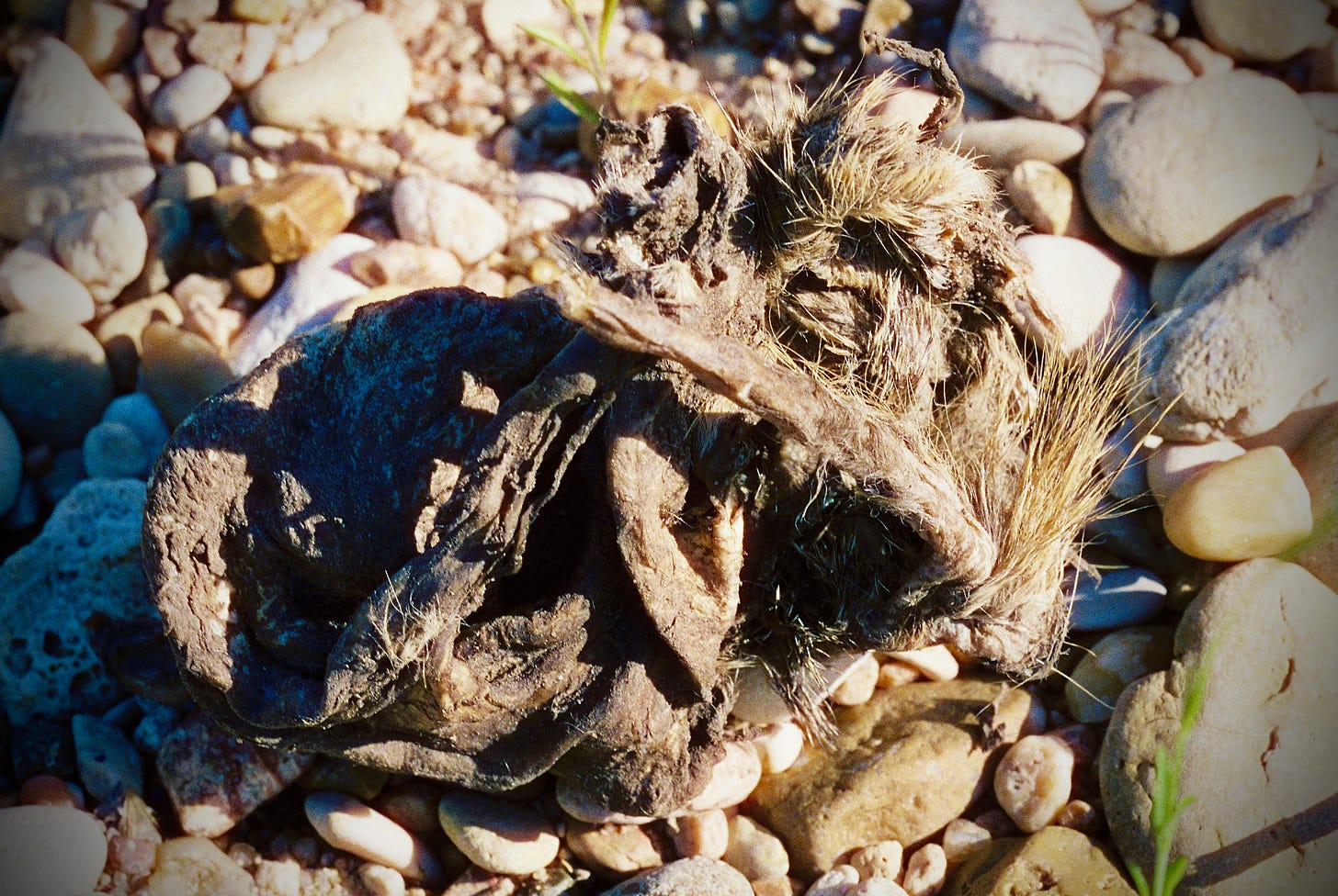 Desiccated animal remains packed into a ball and covered with fur