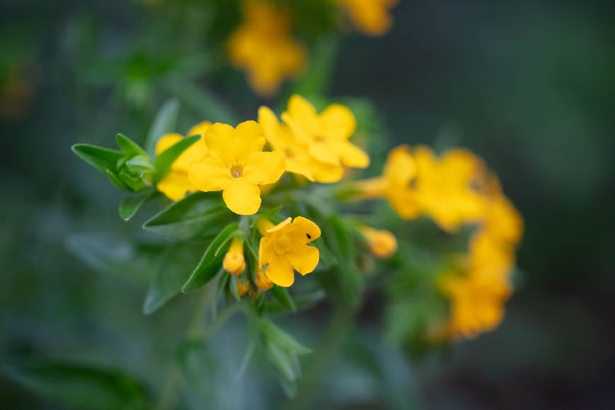 Close-up of a plant with a cluster of bright orange flowers
