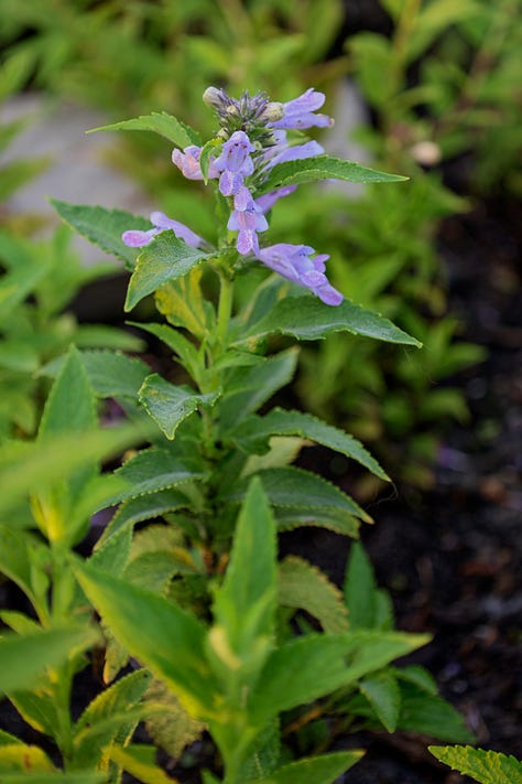 various herb plants in an herb garden
