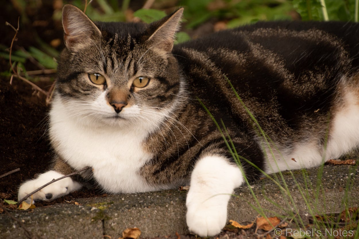 An image of a beautiful cat that is not ours, but he visits us a lot.
