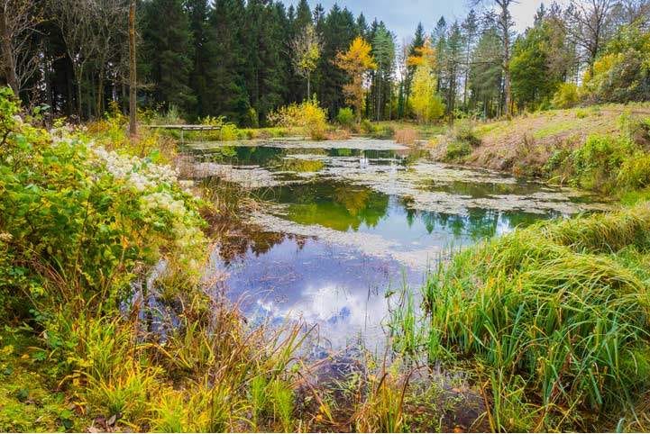 Savills | Spotlight: The business of rewilding – January 2022