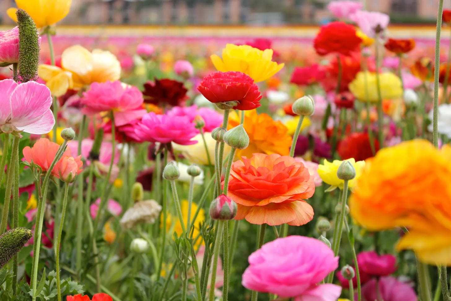 Ranunculus flowers growing in a garden