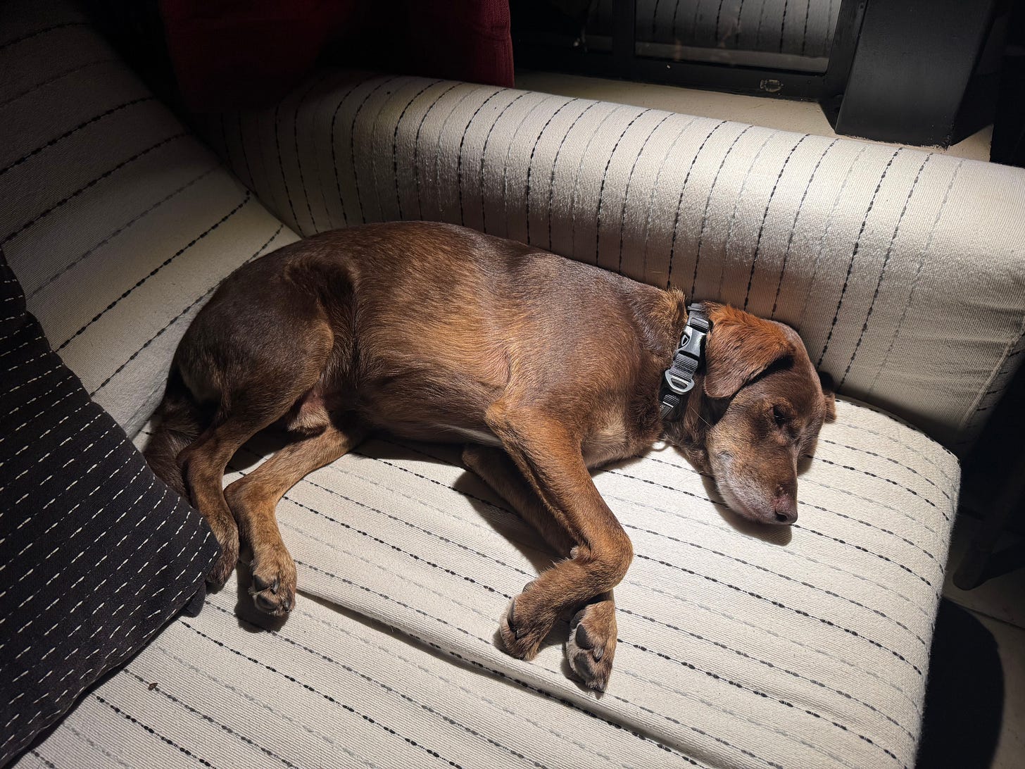 A dog sleeping