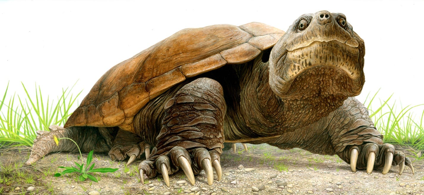 A turtle with a large shell
AI-generated content may be incorrect.