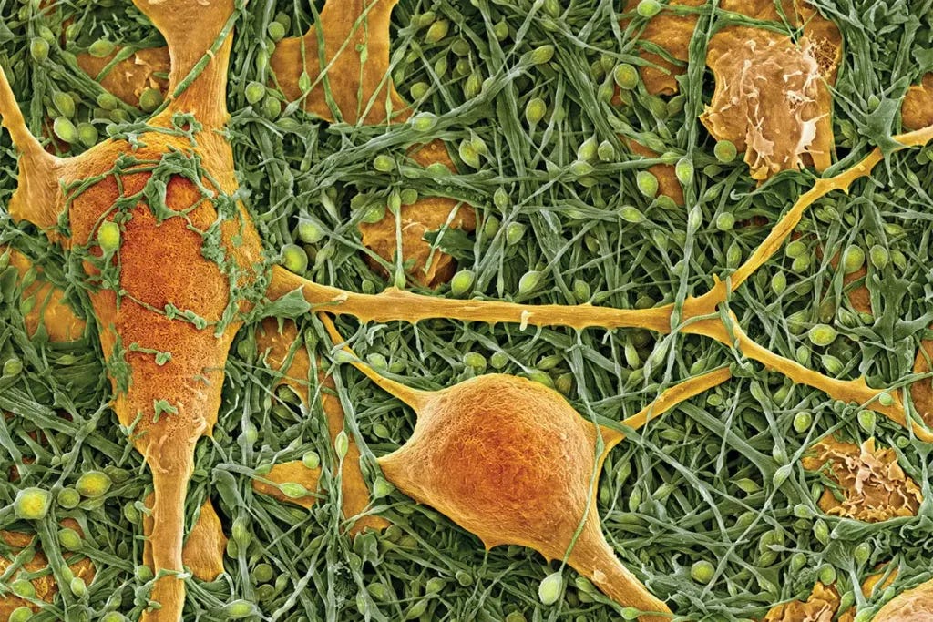 Biological order as a metaphor for technological coordination.