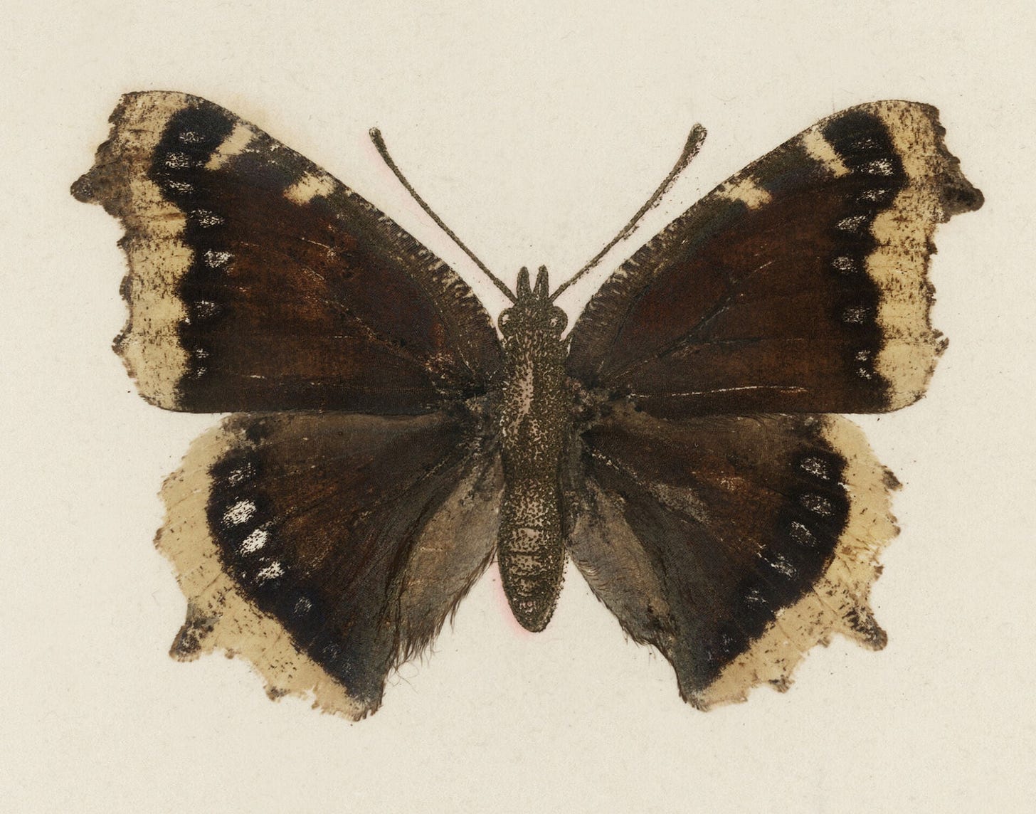 Mourning Cloak (Vanessa Antiopa) from Moths and butterflies of the United States (1900) by Sherman F. Denton (1856-1937). Digitally enhanced from our own publication. Mourning Cloak (Vanessa Antiopa) from Moths and butterflies of the United States (1900) by Sherman F. Denton (1856-1937). Digitally enhanced from our own publication.