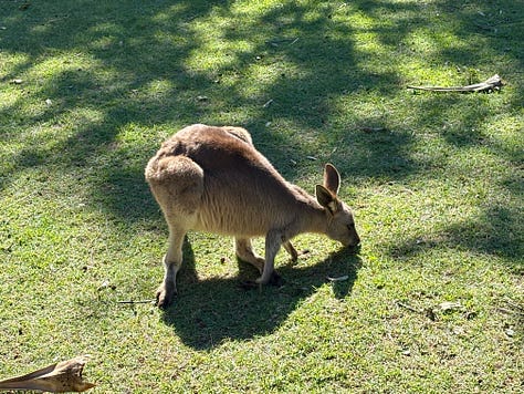 A woman in front of an ocean view, a kangaroo and a koala