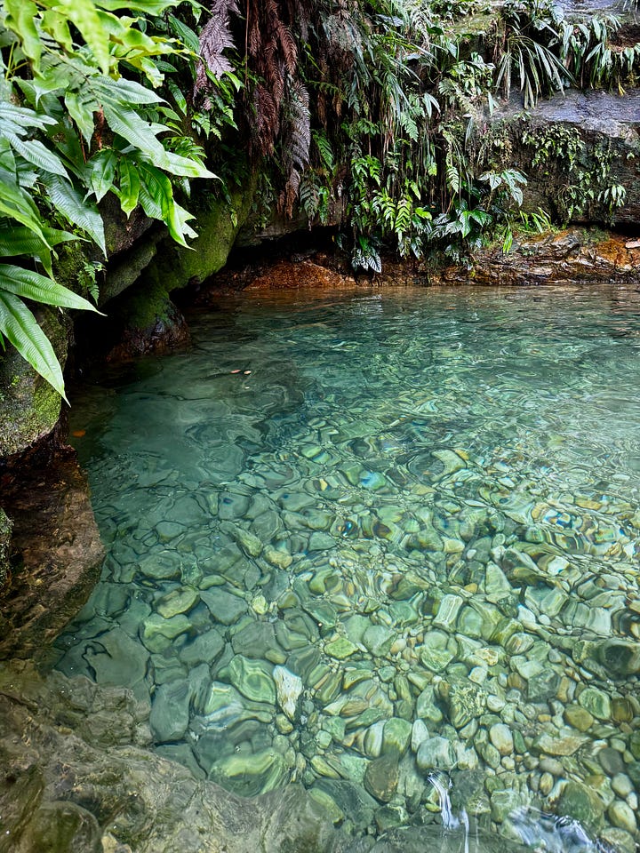 various nature scenes in photos from Amazon jungle in Peru. Earthen hut, Blue Morpho Butterfyle, Green Jungle Frog, crystal clear water at the bottom of a waterfall, giant tree with large roots exposed above ground.