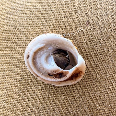 Journaling shells costa rica