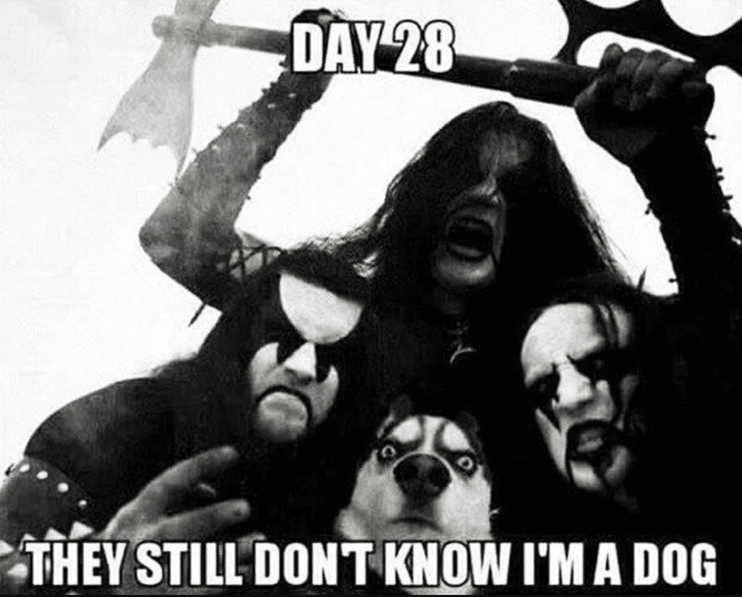 meme black metal dog meme black metal dog