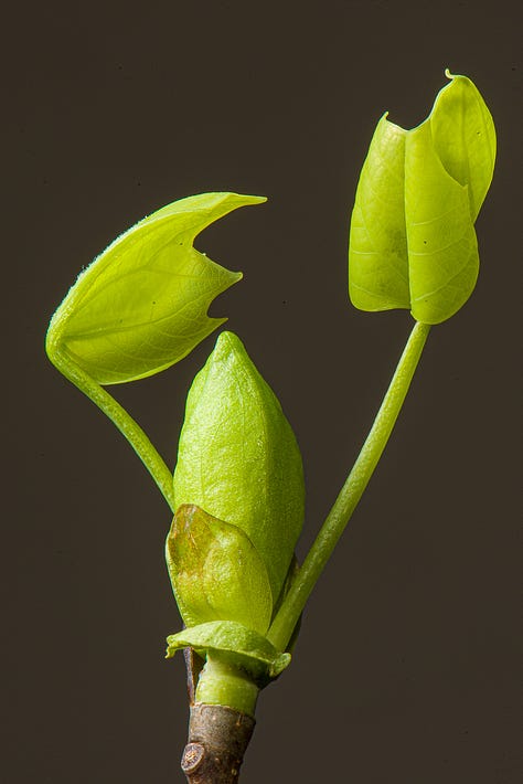 Early spring growth of tree shoots