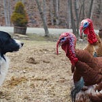 Cold Antler Farm | Jenna Woginrich | Substack