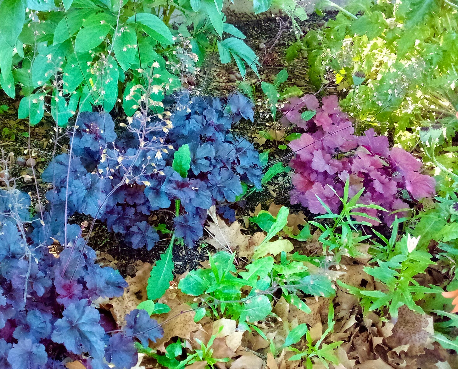 Multicolored plants in a garden