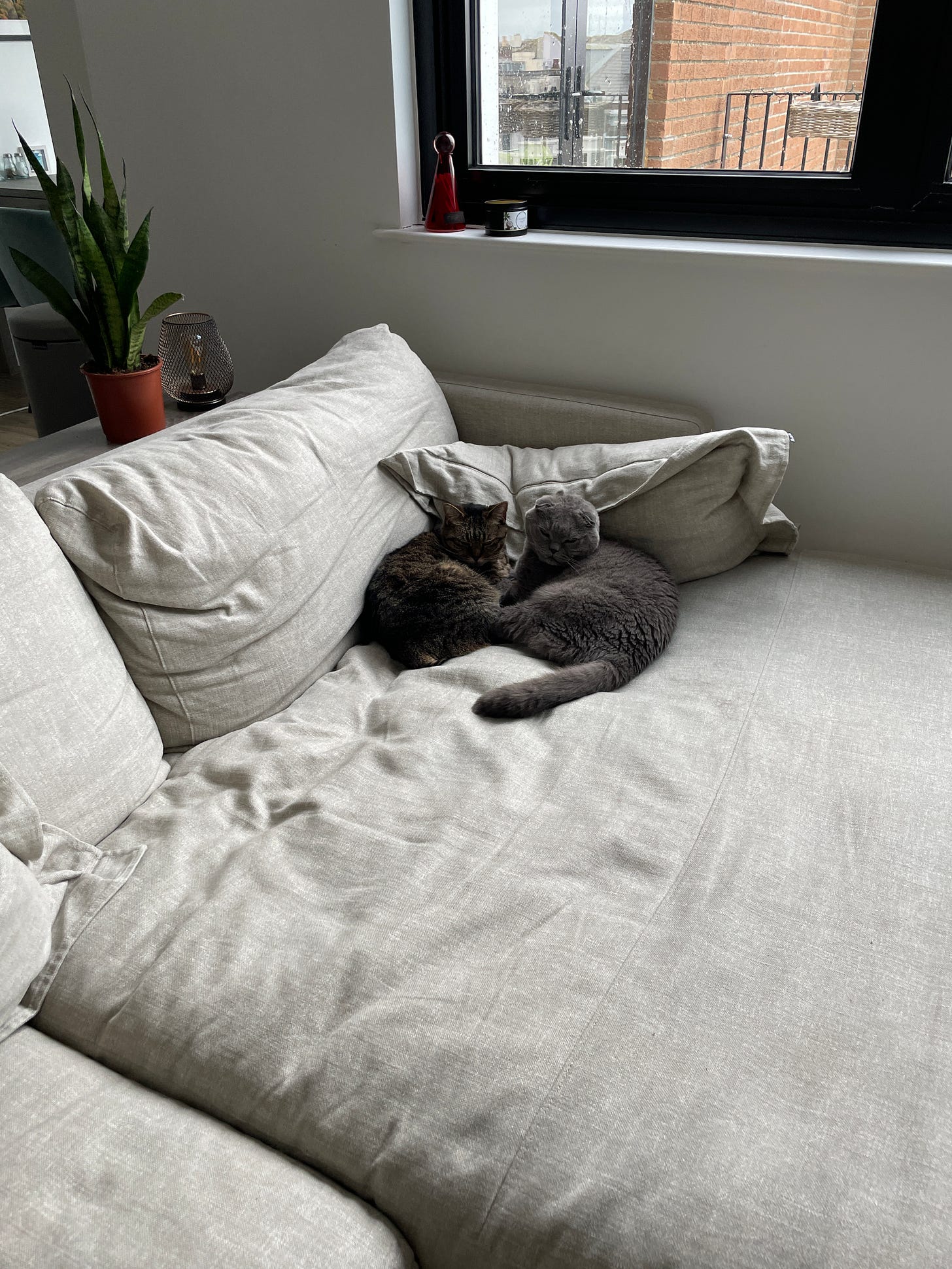 Photo of Smash and Remy Photo of Smash and Remy