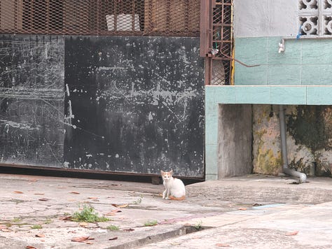 stray cats