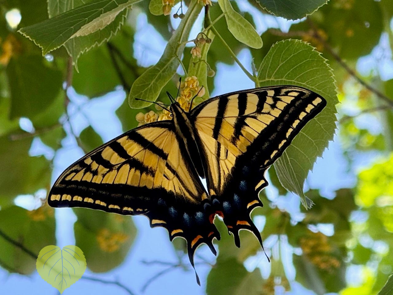 yellow and black two-tailed swallowtail butterfly sips nectar from flowers on basswood tree, with green leaves and blue sky in background. photo: Susan J Tweit yellow and black two-tailed swallowtail butterfly sips nectar from flowers on basswood tree, with green leaves and blue sky in background. photo: Susan J Tweit