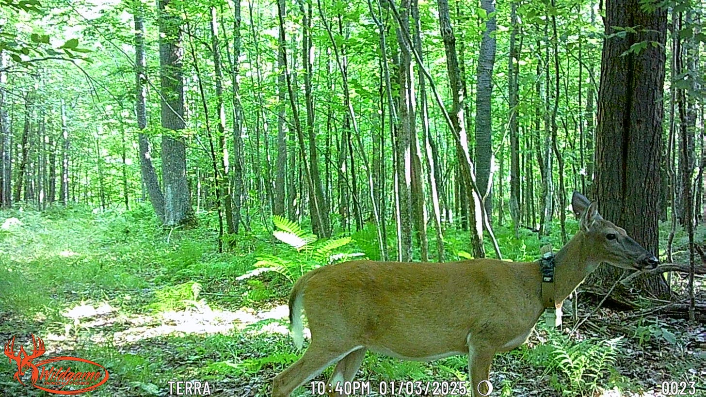 A female deer stands in profile in front of a very green woods.