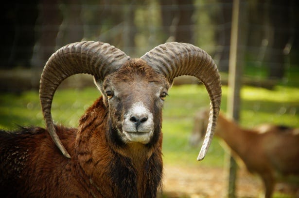 Chifres de ovelha selvagem Mouflon Foto stock gratuita - Public Domain  Pictures