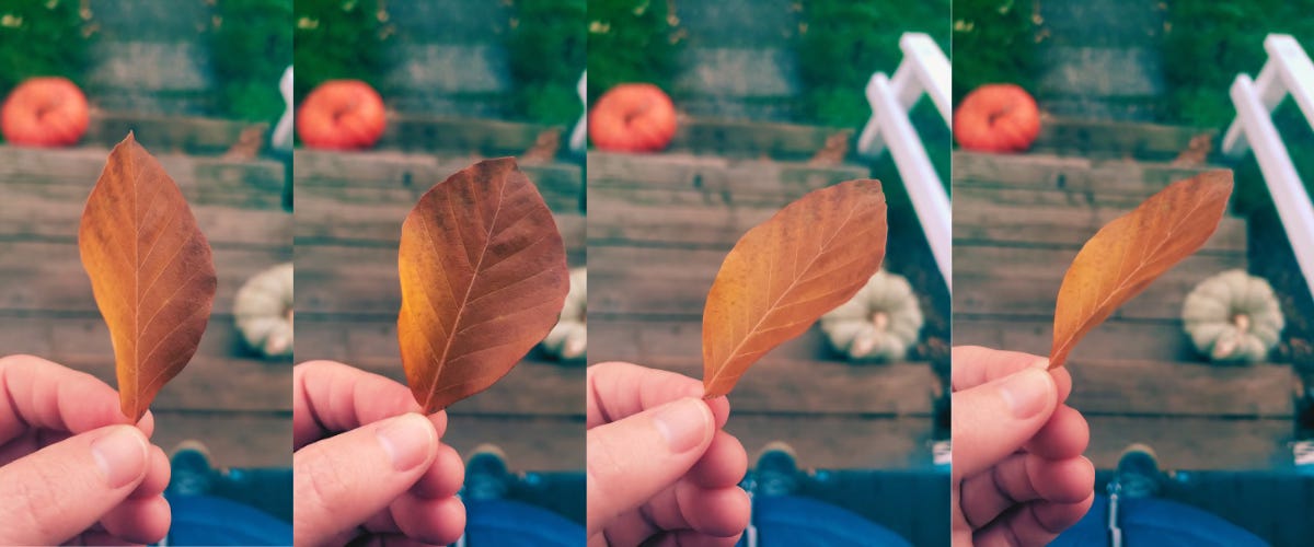 A series of four photos shows Sarah's hand twirling a bright orange leaf that seems to slightly change colors.