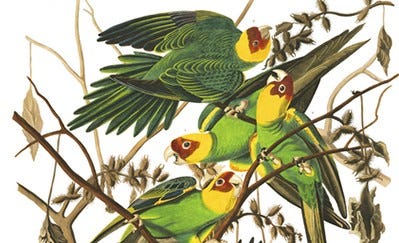 Carolina Parakeet, John James Audubon