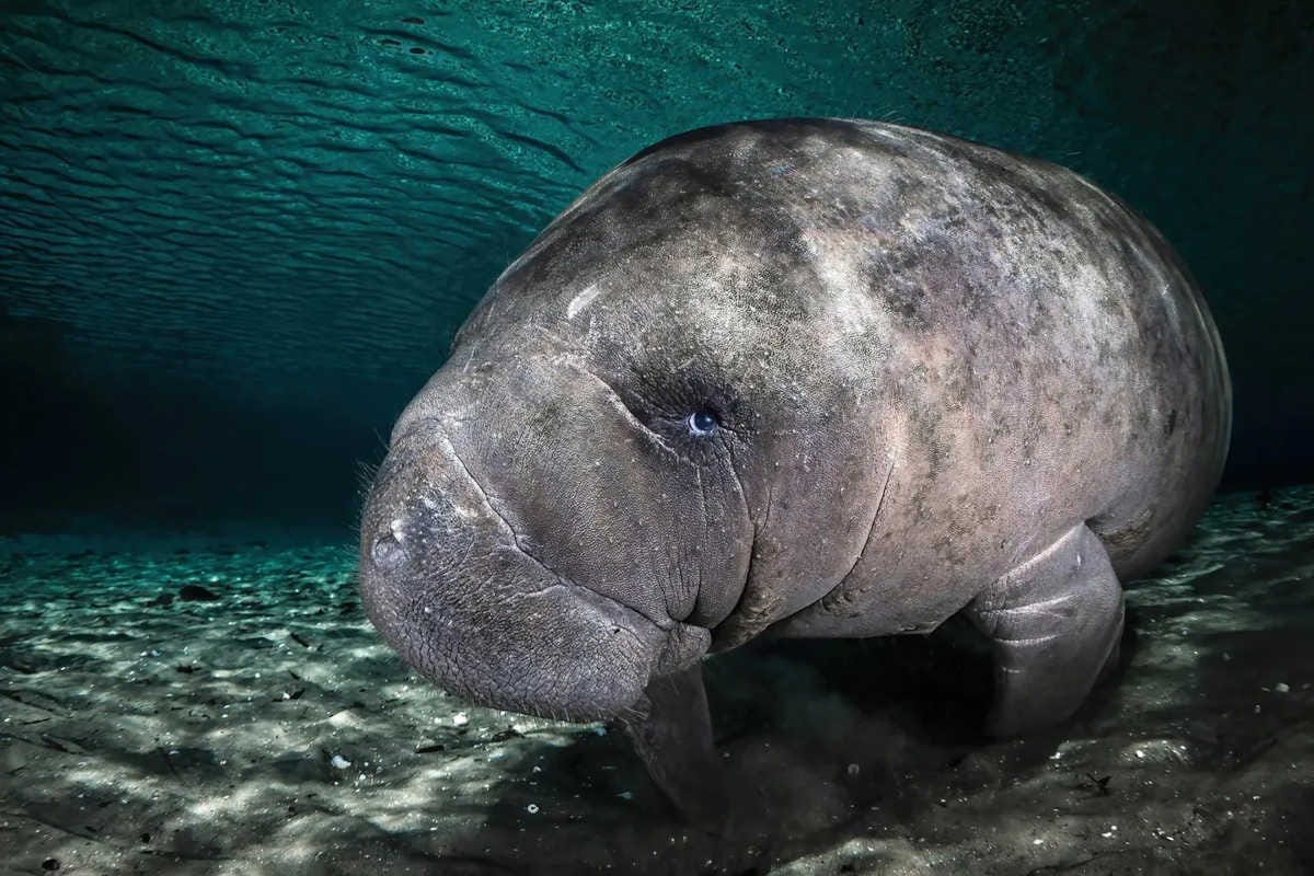 un primer plano de un manatí debajo del agua, en el que se percibe la curiosidad con la que el animal se acerca a la fotógrafa