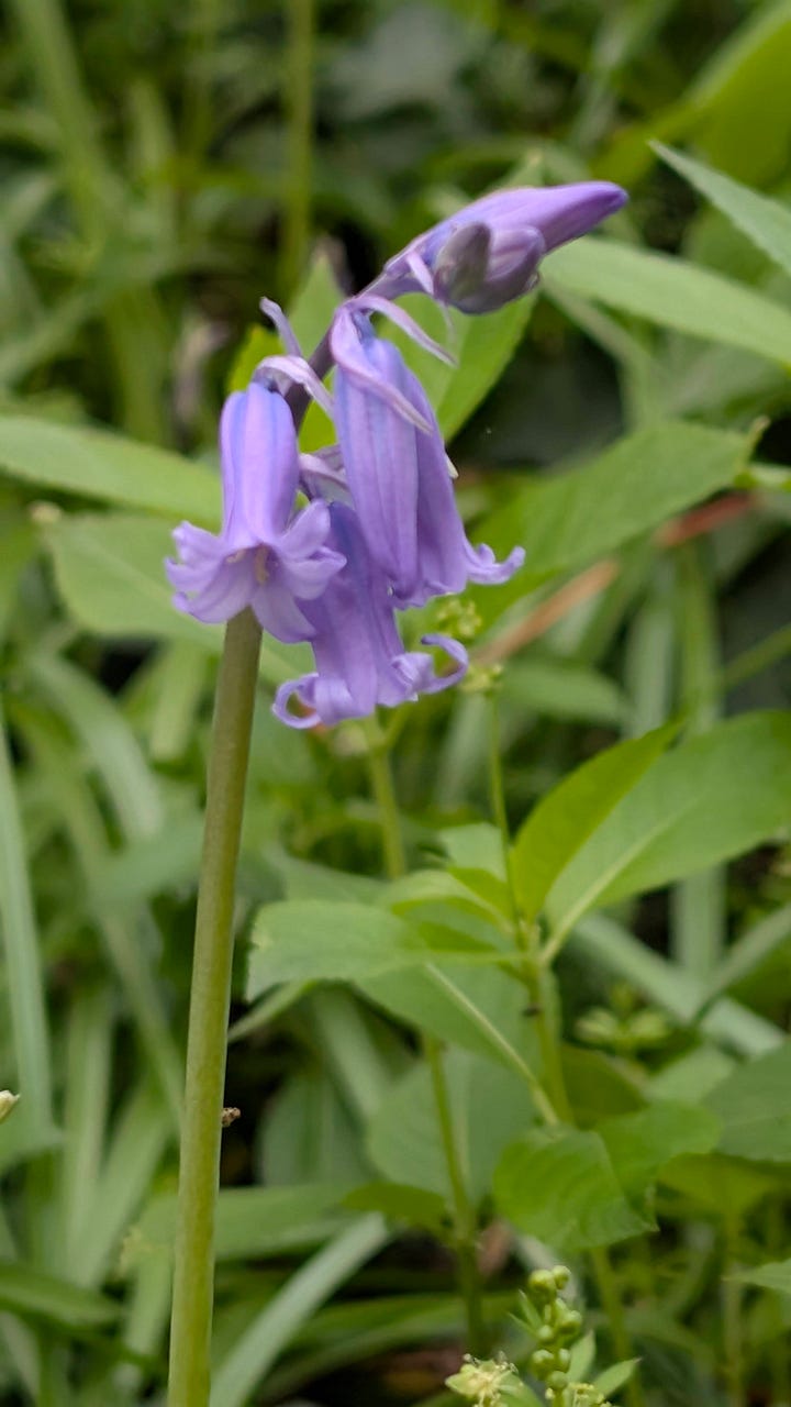 Spring flowers and two visitors - a bluetit at the window and a hedgehog in the garden