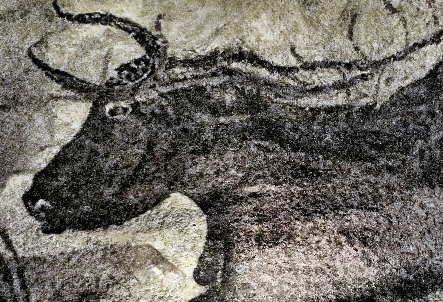 The head and shoulder sof the Great Bull of the Lascaux cave in France The head and shoulder sof the Great Bull of the Lascaux cave in France