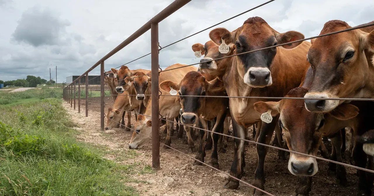 Screwworm cases rise to four, spreading concerns across Texas Screwworm cases rise to four, spreading concerns across Texas