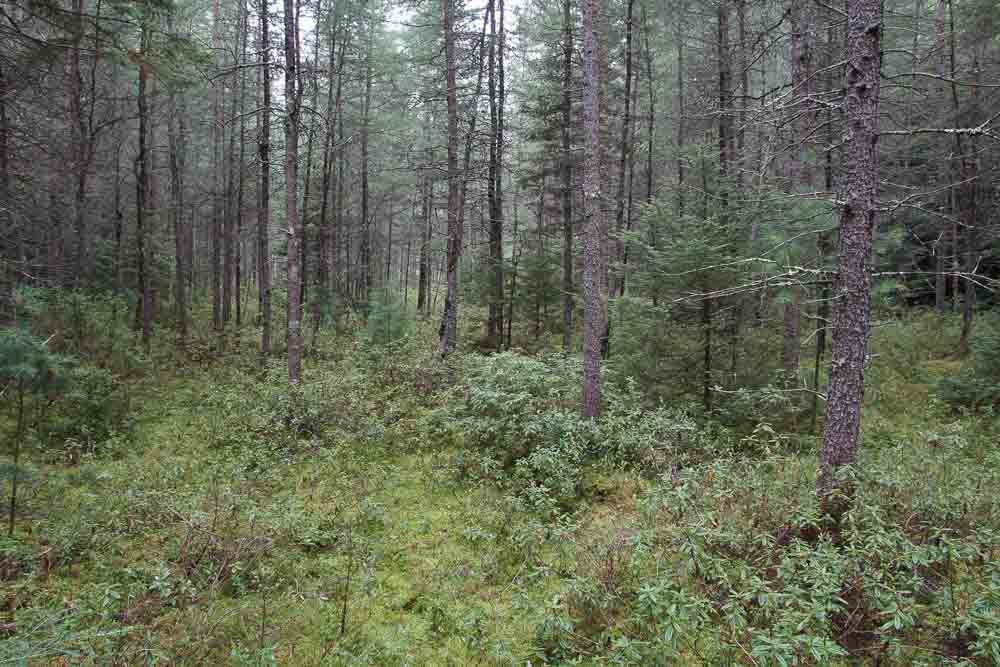 Coniferous Bog Coniferous Bog
