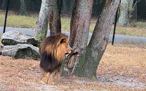Animals at Six Flags Great Adventure Wild Safari