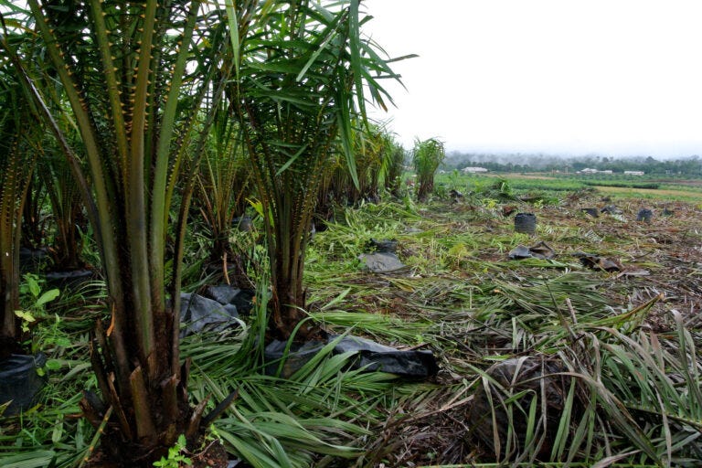 Oil palm nursery on a Wilmar plantation in Cross River state, Nigeria. Image by Rettet van Regenwald via Flickr (CC BY--NC-ND 2.0) Oil palm nursery on a Wilmar plantation in Cross River state, Nigeria. Image by Rettet van Regenwald via Flickr (CC BY--NC-ND 2.0)