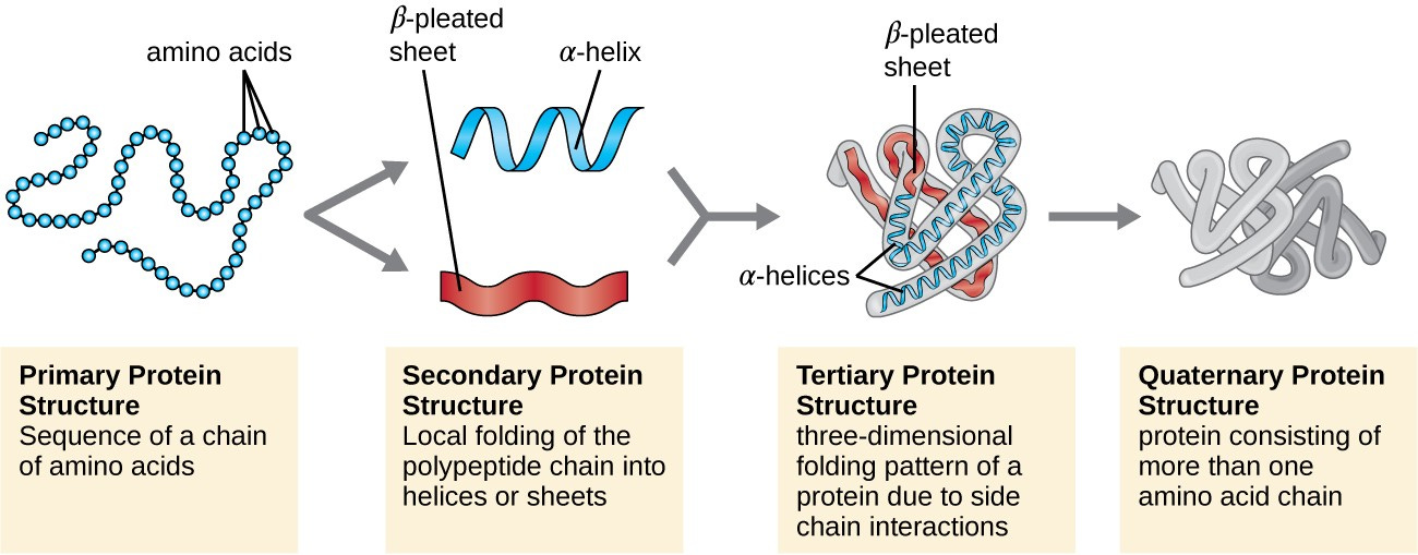 Proteins | Microbiology