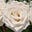 Roses Make Me Happy's avatar