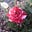 Rose Q. Addams's avatar