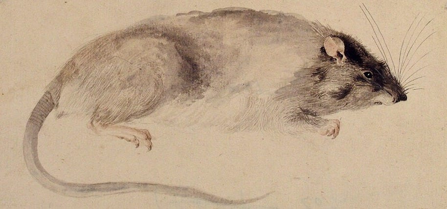 File:A Rat Seen in Profile. MET 80.3.207.jpg File:A Rat Seen in Profile. MET 80.3.207.jpg