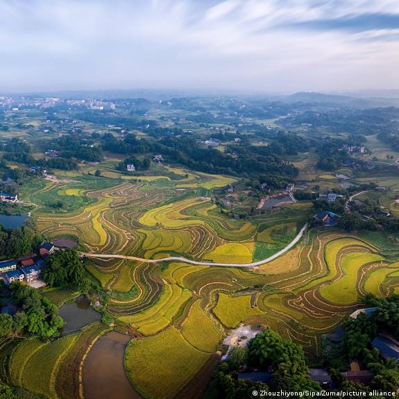 Rice fields in China