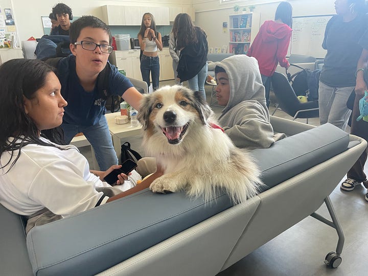 a black dog and two multi-colored dogs interact with kids