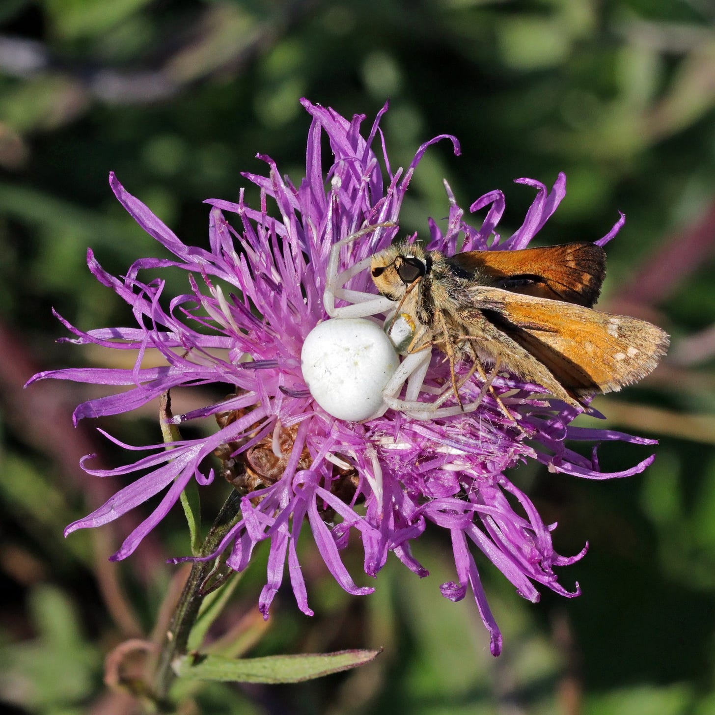 white spider holding brown and orange butterfly on a purple flower with out-of-focus background foliage.