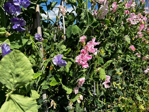 A selection of the many flowers I photographed at Somerset Lavender in the village of Faulkland. They are taken on my iPhone 14. The flowers look beautiful in the glorious sunshine. Images: Roland’s Travels.