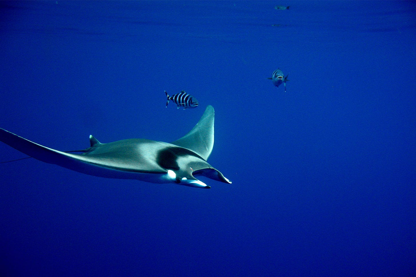 Spinetail devil ray (Mobula mobular), photographed in Greece, in the eastern Mediterranean. Image by Sarah Faulwetter via iNaturalist (CC0 1.0). Spinetail devil ray (Mobula mobular), photographed in Greece, in the eastern Mediterranean. Image by Sarah Faulwetter via iNaturalist (CC0 1.0).
