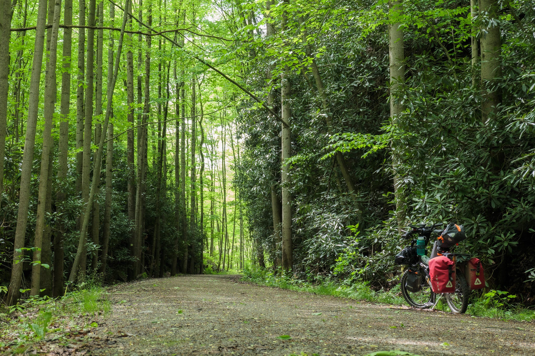 Photo of the gravel trail of the Great Allegheny Passage as it passes through a cutout through rock. The rock forms a dark ally that's been filled with greenery. Tall, slender, straight tree trunks rise up above the rock and greenery and form a light green canopy far overhead.