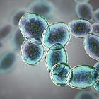 The Unseen Architects of Flavour